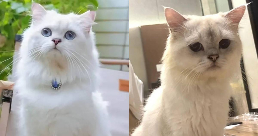 大陸一名網友委託朋友照顧貓咪，卻被朋友的公司合夥人偷偷帶去配種。（圖／翻攝自小紅書／Grace）