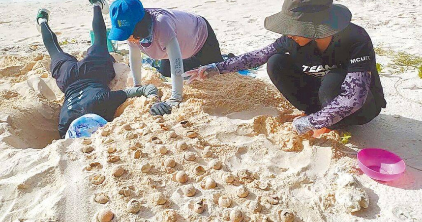 海保署的巡邏員，除了夜間要在沙灘進行母龜產卵紀錄與調查，白天還要回到沙灘挖掘卵窩，統計孵化成功率。（圖／海保署提供／中國時報丁治綱高雄傳真）