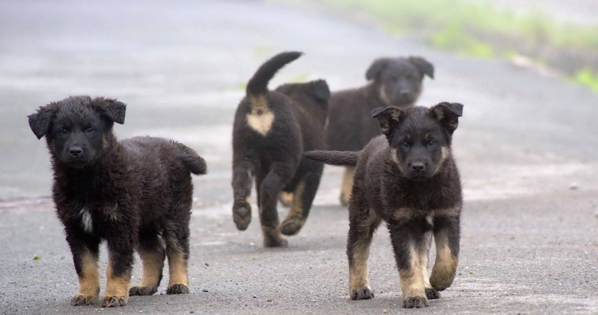 一名大陸男子不滿鄰居飼養的13隻狗狗深夜狂叫，溝通無果氣得投毒害死其中9隻，之後自首，最終被判有期徒刑2年，緩刑3年。（示意圖非當事狗／Pixabay）