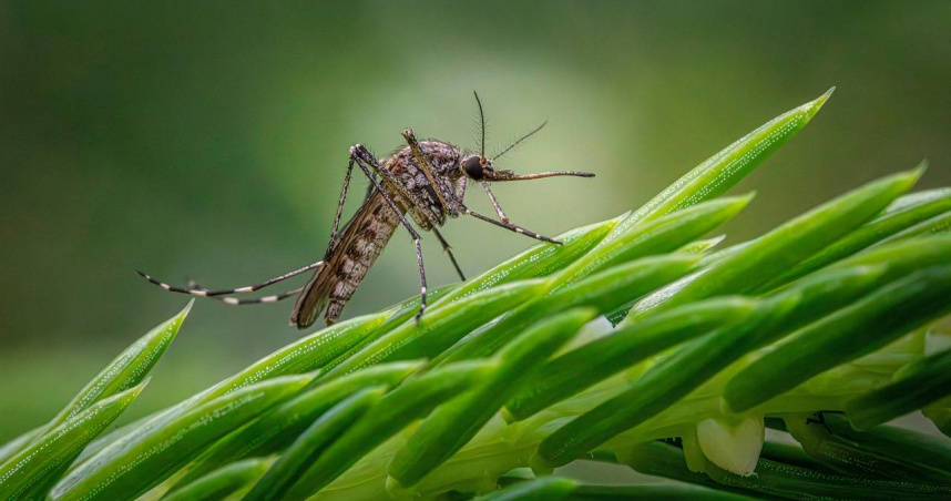 冰島因氣候嚴寒、水體長期凍融交替，成為全球唯一無蚊國家。（示意圖／Pixabay）