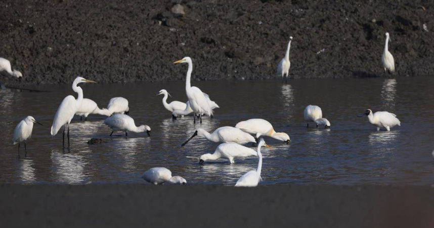 圖為來台度冬的黑面琵鷺在已收成魚塭覓食。（示意圖／中華鳥會提供）