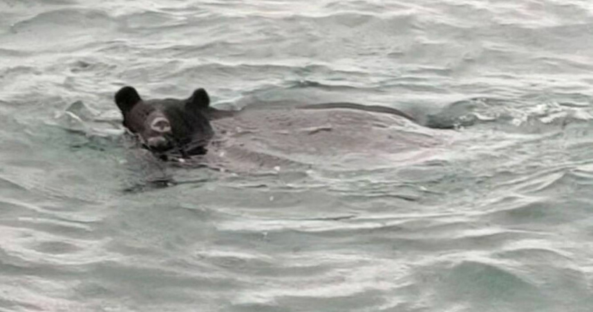 青森縣野邊地町出現一隻熊在游泳。（圖／翻攝自野邊地町漁業協會）