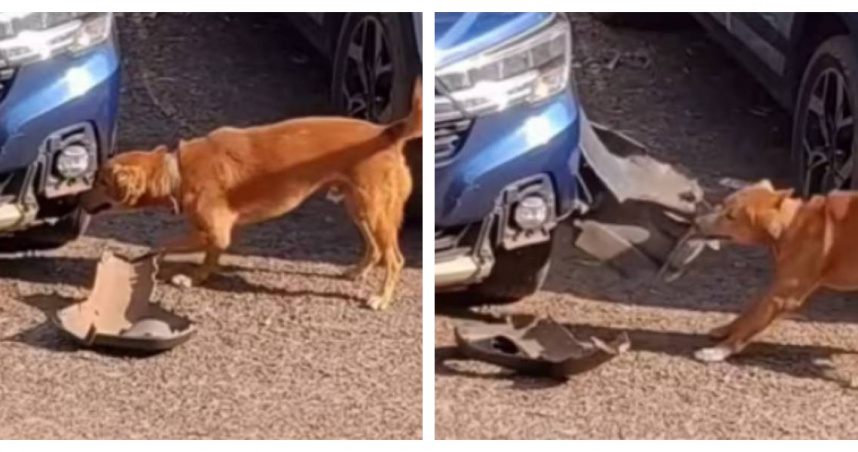印度果阿邦一隻黃狗啃咬轎車保險桿的畫面曝光，引發網友熱議。（圖／翻攝自IG，prudentmediagoa）