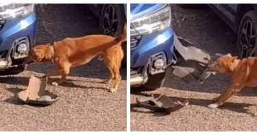 印度果阿邦一隻黃狗啃咬轎車保險桿的畫面曝光，引發網友熱議。（圖／翻攝自IG，prudentmediagoa）