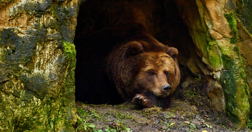 日本春季來臨，冬眠結束的熊隻活動逐漸增加。（示意圖／Pixabay）