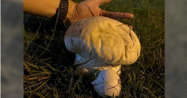 蘆洲足球場草地驚見「手掌大白菇」 專家:成熟會炸開散播孢子