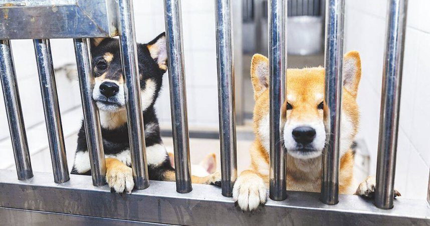 新竹縣動物保護防疫所查獲非法繁殖場救出的毛孩，在細心照料後均已恢復活力，將在22日辦理公開認養，15日起連3天開放參觀。（圖／中國時報羅浚濱攝）