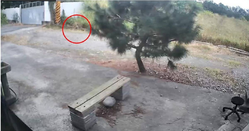 在地震劇烈的晃動中，環頸雉一邊拍動翅膀，一邊發出慘烈叫聲，慌忙地逃向農圳旁避難。（民眾提供／蕭嘉蕙台東傳真）