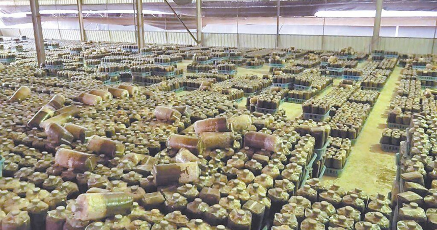 台中新社區是國內香菇重鎮，但受到近年極端氣候影響，產量減少4成，新社區農會19日指出，將研發耐高溫香菇菌種來對抗極端氣候。（圖／中國時報李京昇攝）