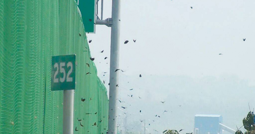 今年紫斑蝶北返遷徙特別早，中繼站雲林縣林內鄉12日上午已監測到每分鐘319隻，達到封閉國三林內段北上外側車道讓蝶的標準。圖為大批紫斑蝶越過防護網。（圖／台灣紫斑蝶生態保育協會提供／周麗蘭雲林傳真）