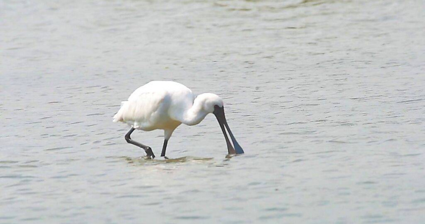 一級保育類黑面琵鷺現蹤台東知本溪出海口，因其善用喇叭狀的鳥喙在水中覓食，又被稱為「喇飛」。（圖／民眾提供／中國時報蕭嘉蕙台東傳真）