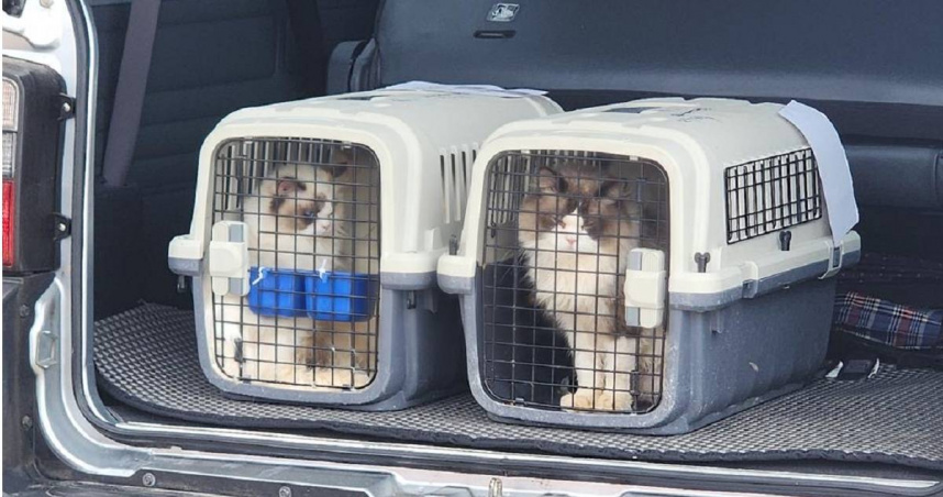 36隻品種貓遭走私慘死澎湖，豪哥黑龍涉案真相曝光。（ 圖／翻攝畫面）