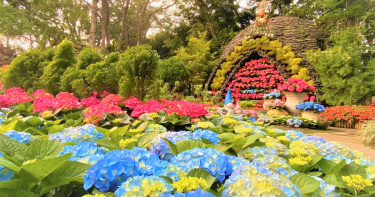 苗栗花卉農場 繡球花提早綻放、精油薰蒸足療好舒壓