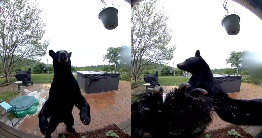 監視器拍下一隻黑熊闖入住宅，竟先有禮貌的按門鈴。（圖／翻攝自臉書／Jay Lievens）