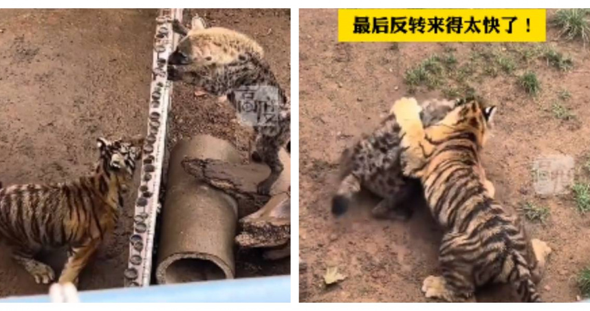 幼虎助跑翻牆瞬間被拍下，姿勢靈巧有如運動員。（圖／翻攝自網路影片，下同）