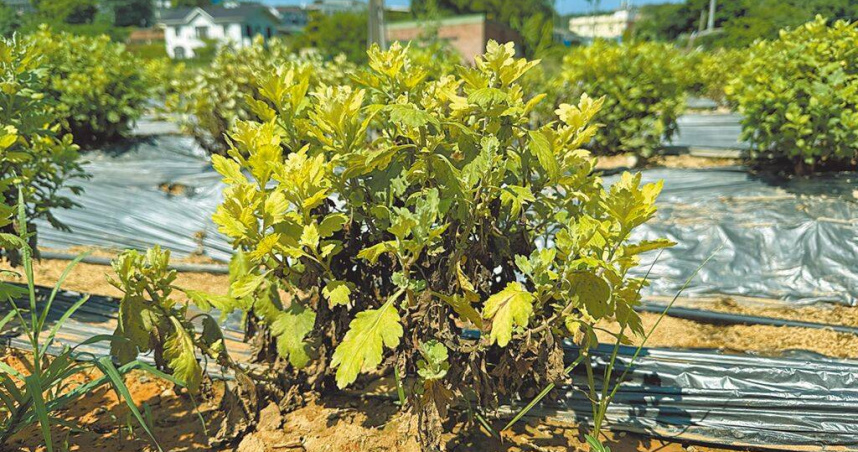 苗栗縣銅鑼鄉杭菊因7月遲發性雨害受損約25公頃，農業部啟動補助每公頃5.5萬元，受理至9月11日。（圖／苗栗縣政府提供／中國時報呂麗甄苗栗傳真）