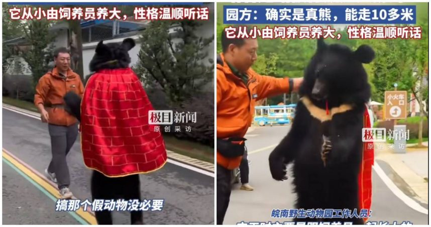 中國安徽省宣城市的「皖南野生動物園」因為園區內一頭披著袈裟直立走路的黑熊而爆紅。（圖／翻攝極目新聞）