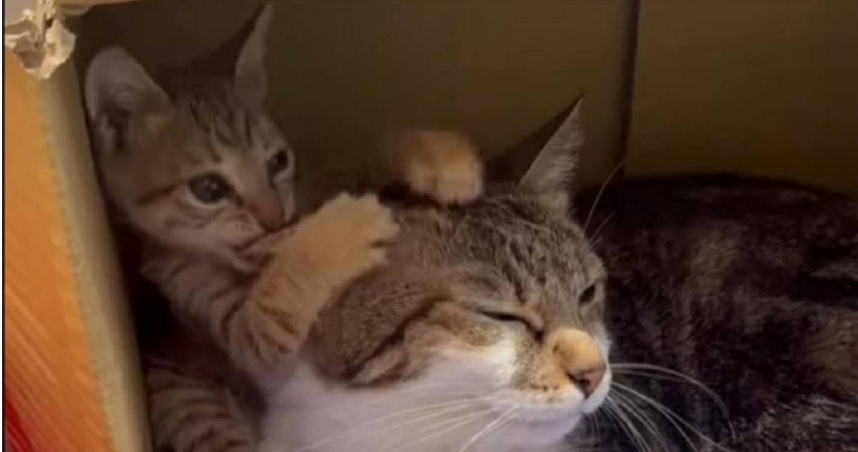 動保處獸醫師初步檢查後發現，貓咪僅有些許失溫，所幸無明顯外傷。（圖／新北市動保處提供）