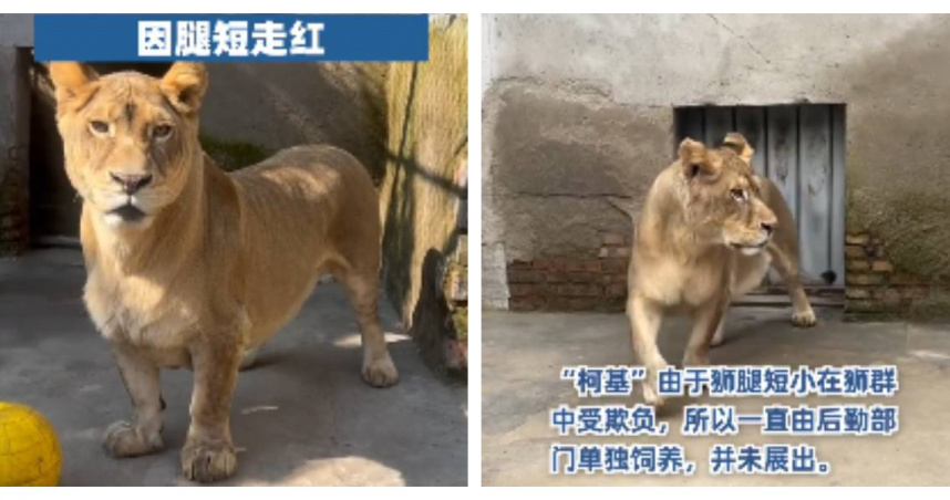 徐州九頂山動物園的獅子「柯基」因腿短外型似柯基犬而走紅網路。（圖／翻攝自山海視頻）