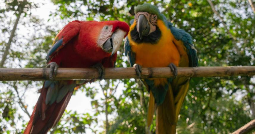 醫師指出,鸚鵡熱是一種人畜共患傳染病,主要經由吸入感染禽類排泄物中的細菌而致病。(示意圖/Unsplash)