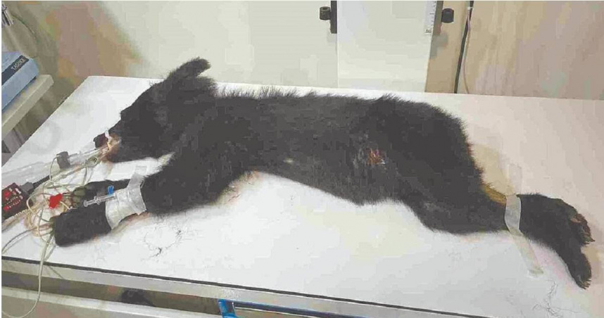 花蓮縣卓溪鄉立山村何姓農友9日晚間發現1隻黑熊企圖爬入工寮覓食，經林業及自然保育署花蓮分署啟動誘捕，成功捕獲1隻體態消瘦、營養不良的幼年公熊，送往動物醫院治療及補充營養。（林保署花蓮分署提供／羅亦晽花蓮傳真）