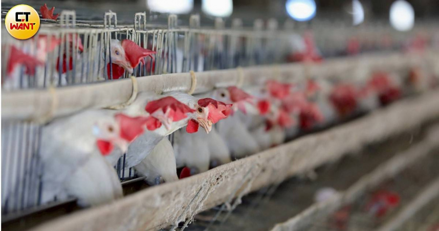 文雅畜牧場昨（11）日再驗出雞蛋、蛋雞羽毛樣品含有芬普尼及其代謝物不合格。（示意圖／CTWant攝影組）