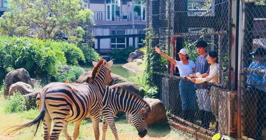 六福莊推出「馬的優惠」活動。圖為斑馬生態體驗活動。（圖／翻攝自臉書／關西六福莊 Leofoo Resort Guanshi）