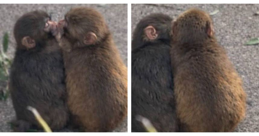 小猴Punch與雌性獼猴親密互動，引發網路熱議。（圖／翻攝自X，@mihamiha_trend）