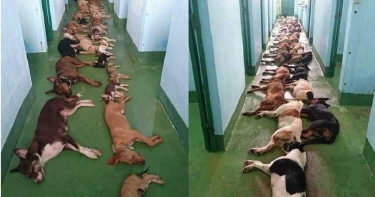 心碎!收容所20隻寵物狗疑「排隊安樂死」 動物組織嘆:每天都這麼多