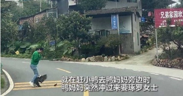 路上遇4隻小鴨脫隊 好心女幫過馬路遭鴨媽媽誤會「飛撲攻擊」