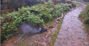冷過頭?擎天崗6水牛集體暴斃 不明死因仍待化驗結果