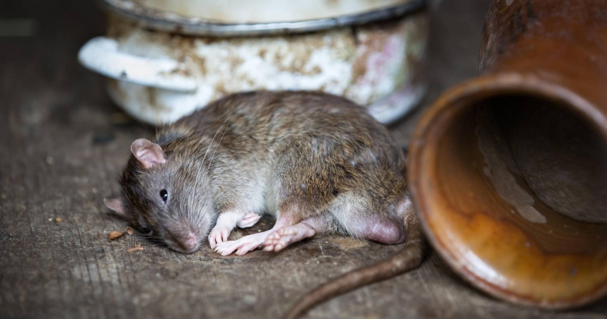 台北市21日傳出今年國內首例「漢他病毒」。（示意圖／翻攝自PIXABAY）