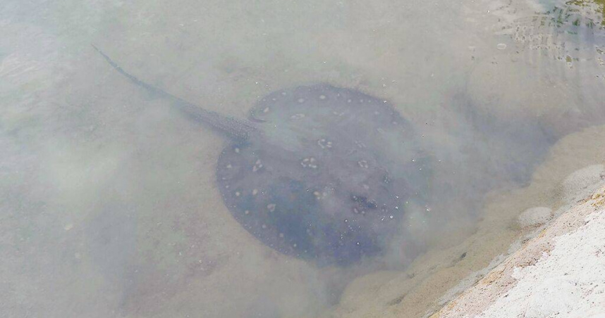 高雄市澄清湖遭民眾發現有魟魚出沒，專家推測是寵物棄養造成，憂心成魚虎翻版，恐釀生態危機。（任義宇攝）