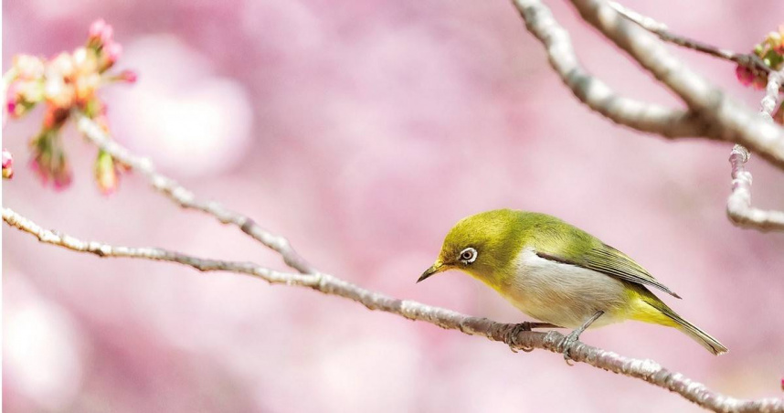 《搜狐網》列出4個生肖，在3月到4月這段時間，將迎來家裡家外福氣滿滿、貴人多助、賺錢旺盛的好運勢。（示意圖／PIXABAY）