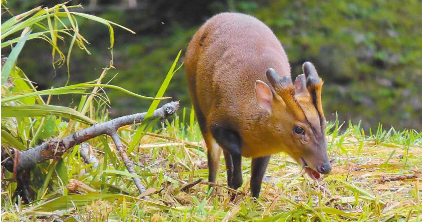 近來墾丁國家公園及滿洲地區，發生多起非法獵捕野生動物的案件。（示意圖／報系資料照）