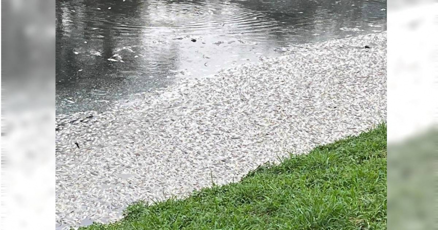 中壢老街溪近日驚見破萬隻死魚，環保局研判為高溫導致溶氧不足，水務局緊急出動連日清理，避免惡臭擾民。（圖／桃園市環保局提供）