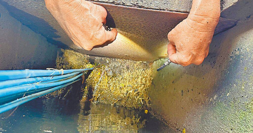 高雄鳥松區神農停車場旁的行道樹，因長期缺乏整頓，樹根向下竄長導致水溝堵塞。（圖／中國時報紀爰攝）