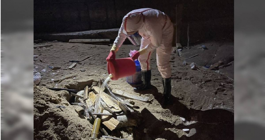 馬祖北竿芹壁沙灘出現「海漂豬屍」，檢疫人員到場採樣後，立刻將豬屍焚燬掩埋。（圖／翻攝畫面）