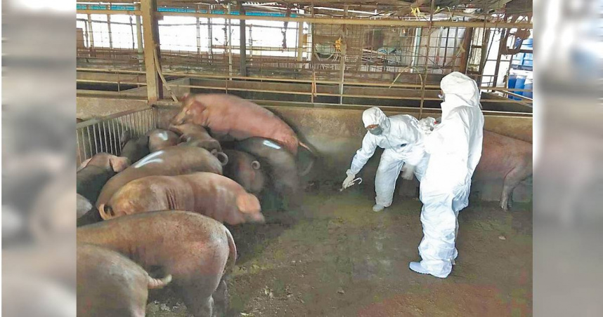 台中爆發全台首例非洲豬瘟凸顯獸醫師人力荒，國民黨議員楊朝偉10日為獸醫師叫屈，感嘆每名獸醫師要照顧近34萬頭動物，人力嚴重不足。（圖／桃園市農業局提供）