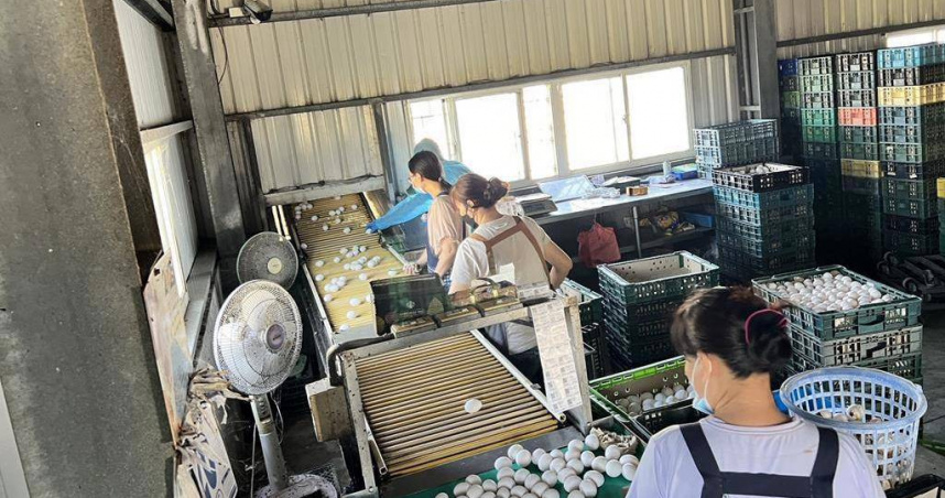 彰化縣文雅畜牧場雞蛋，日前驗出芬普尼殘留。（圖／彰化縣政府提供）