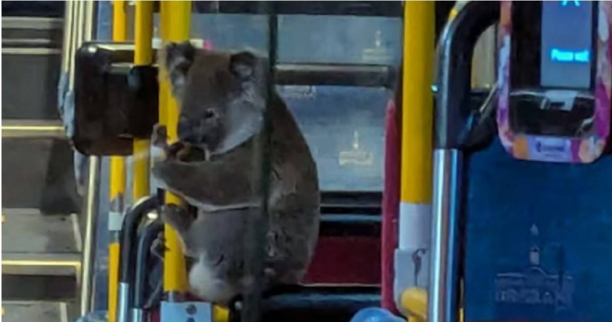 無尾熊佩瑞（Peri）在布里斯本市區公車內緊抓扶手，等待野生動物救援人員到場。 （圖／Koala Rescue Brisbane South，下同）