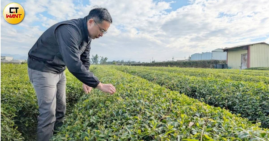 「茶鄉」南投名間鄉因著焚化爐陰影，恐怕難以再飄「茶香」。（圖／CTWant攝影組）
