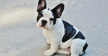 貨車司機倒車不慎輾斃鬥牛犬 飼主求償38000元 法官:應各負一半責任