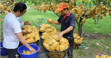外交苦果1/ECFA滿10年變數多 台灣剉咧等!農民嗆:到大陸去種