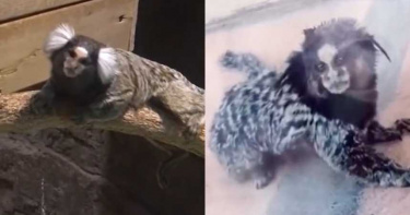 恐怖「人面猴」出沒!看對眼狂起雞皮疙瘩 網怕爆:原來山海經是真的