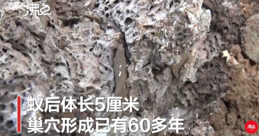 湖北驚見60多年巨大白蟻穴!蟻后長達5公分