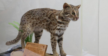 國內野生動物急救站是國內主要石虎救援基地，石虎醫療救援累積138隻。（圖／農業部提供／中國時報李欣恬台北傳真）