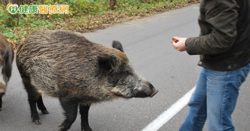 田裡工作突遭山豬咬傷　「1機警反應」成功挽回一命