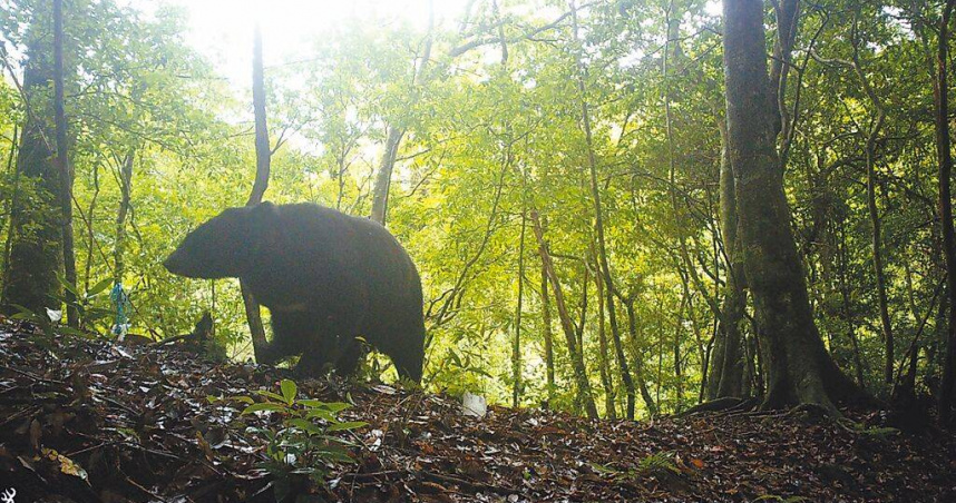 農業部林業及自然保育署新竹分署為了解台灣西北區域台灣黑熊的分布概況，委託團隊進行區域調查計畫，2020年透過紅外線自動相機拍攝到北台灣第1筆黑熊監測影像。（圖／林業保育署提供／中國時報廖姮玥桃園傳真）