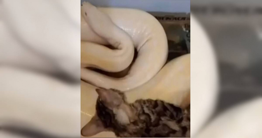 印尼一名男子疑似為了博取流量，竟將一隻活貓當作寵物蟒蛇的「豪華晚餐」。（圖／翻攝自臉書／Rumah Singgah Clow）